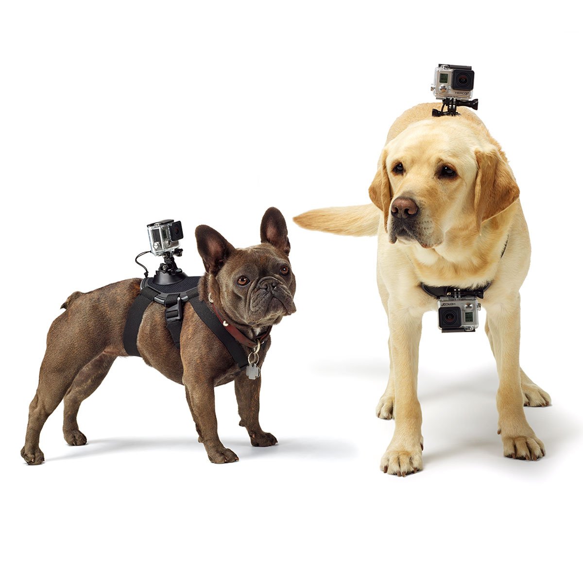 Suporte Canino GoPro